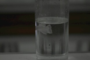 小鱼在玻璃容器中
