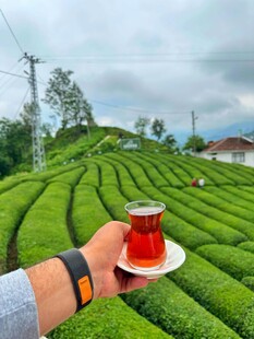 茶园中手捧红茶的惬意画面