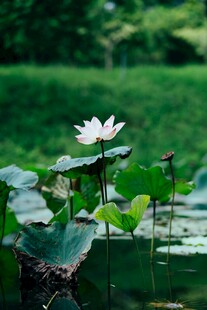 荷塘中的绽放白莲花