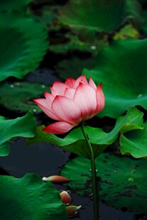 娇艳荷花绽放于绿叶间