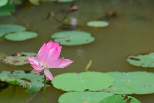 粉色荷花绽放于荷叶间