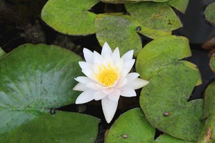 白色睡莲绽放于莲叶间