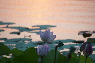 夕阳下的荷塘美景