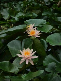 水中绽放的柔美睡莲