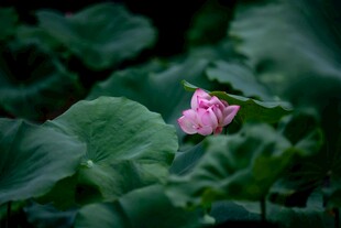 粉荷绽于绿叶间