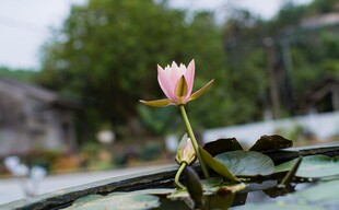 水中绽放的娇艳粉色睡莲