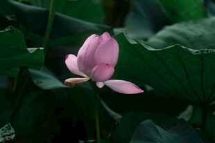 粉色荷花绽放于绿叶间