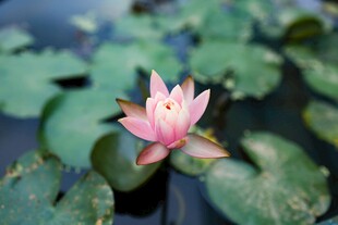 粉色睡莲绽放于绿叶间
