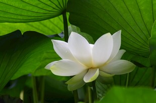 洁白荷花绽放于绿叶间