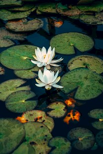 睡莲池中的金鱼与白花