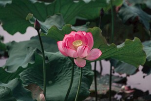 娇艳荷花绽放于绿叶间