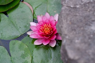 娇艳睡莲绽放于绿叶间
