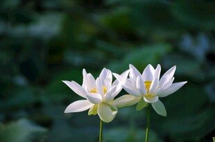 双朵白莲绽放