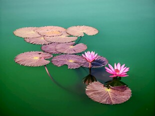 水中绽放的美丽睡莲