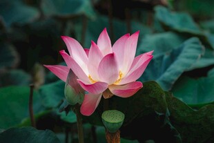 娇艳荷花绽放于绿叶间