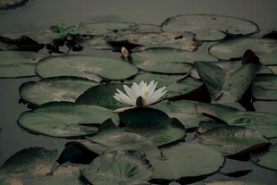 水中白睡莲与莲叶相依