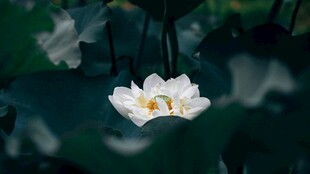 洁白荷花绽放于绿叶间