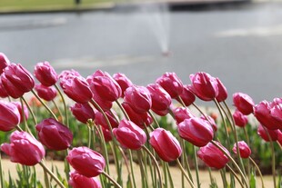 娇艳欲滴的紫色郁金香花丛