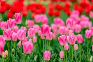 粉色郁金香花海