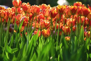 鲜艳橙色郁金香花田
