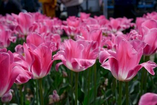 粉色郁金香花海美景