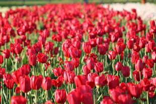 红色郁金香花海