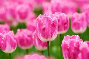 粉色郁金香花海