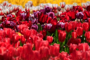 多彩郁金香花海绽放