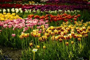 五彩斑斓的郁金香花田