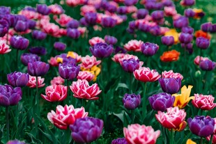 多彩郁金香花海美景