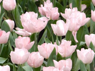 粉色郁金香花海