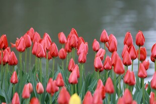 盛开的红色郁金香花丛