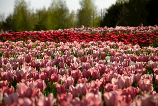 浪漫郁金香花海