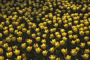 金黄郁金香花海