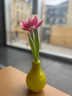黄瓶粉花置于窗前