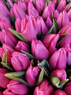 艳丽粉色郁金香花群