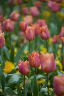 缤纷郁金香花海