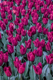 深红郁金香花海