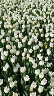 白色郁金香花海