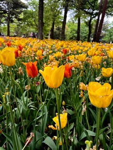 郁金香花海盛放美景