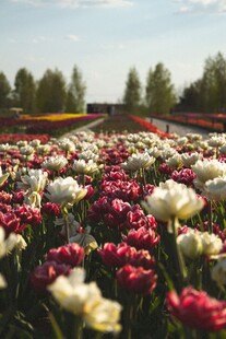 多彩郁金香花海美景