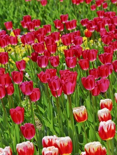 多彩郁金香花海绽放