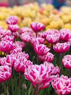 粉色郁金香花海