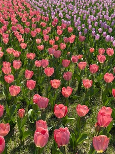 浪漫郁金香花海