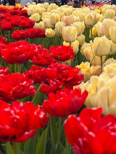 多彩郁金香花海绽放