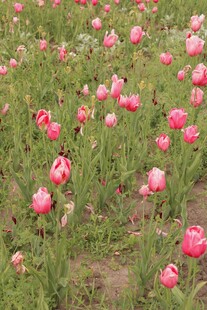粉色郁金香花海美景