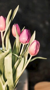 粉色郁金香花束特写