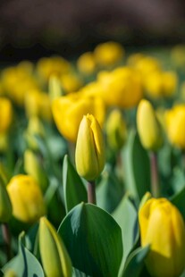 黄色郁金香花海