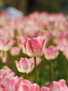 粉色郁金香花海美景