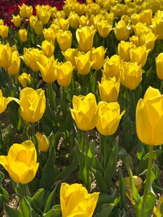 黄色郁金香花海
